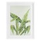 Stupell Industries Anse Lazio Tropical Greenery Framed Print Under Glass, design by Errico & Slyp